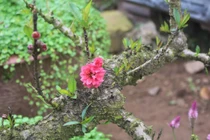 Choáng với giá bonsai cận Tết: Đỗ quyên 400 tuổi chào giá gần tỷ đồng