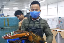 Nhà giàu Việt chi cả chục triệu đồng mua tôm khổng lồ về ăn