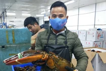 Nhà giàu Việt chi cả chục triệu đồng mua tôm khổng lồ về ăn