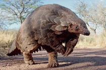 10 loài động vật có nguy cơ tuyệt chủng cao nhất 