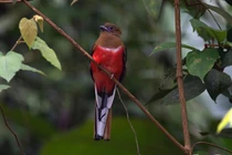 "Rụng tim" trước vẻ đẹp của 11 loài chim quý và lạ bậc nhất Việt Nam