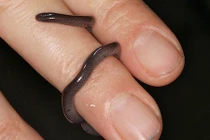 Cận cảnh loài rắn siêu tí hon cực lạ ở Việt Nam