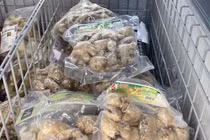 850.000 đồng/kg gừng tươi bán tại Úc