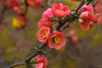 Sinh vào ngày Âm lịch này, đàn ông giàu có, đàn bà chan chứa tình yêu