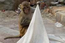 Video: Bị khỉ bắt cóc khi đang ngủ với mẹ, bé sơ sinh chết dưới giếng