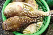 Cá “tử thần” nhiều chưa từng thấy tại vùng ven biển TT-Huế