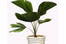 Không trồng cây cọ Nhật trong nhà sẽ phí cả đời 