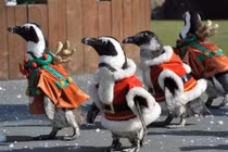 Video: Nhớ Noel khi nhìn thấy hình ảnh đáng yêu này