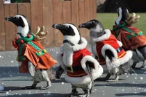 Video: Nhớ Noel khi nhìn thấy hình ảnh đáng yêu này