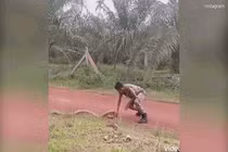 Video: Chàng quân nhân tay không đả bai hổ mang chúa siêu khủng