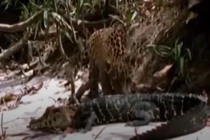 Video: Cố tình chọc giận "sát thủ", báo đốm nhận kết cục đau đớn