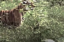 Video: Lợn rừng “tử chiến” hổ dữ