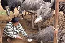 Ngã rẽ cuộc đời của người mẹ trẻ phạm tội buôn người