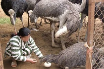 Ngã rẽ cuộc đời của người mẹ trẻ phạm tội buôn người