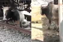 Chú bò khéo léo "luồn lách" dưới đường ray xe lửa để thoát chết