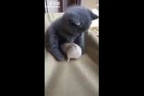 Video: Chuột gặp mèo và cái kết bất ngờ