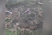 Video phát hiện hàng chục rắn cực độc trong trang trại Mỹ