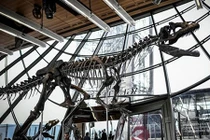 Bộ xương khủng long 150 triệu năm tuổi được bán đấu giá hơn 2 triệu USD