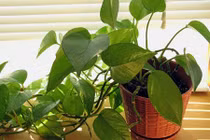 Muốn đắc tài, sai lộc nhất định phải thuộc lòng quy tắc trồng cây này