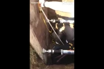 Video: Nghe âm thanh lạ dưới nắp cống, phát hiện điều kinh ngạc