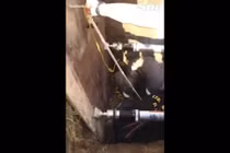 Video: Nghe âm thanh lạ dưới nắp cống, phát hiện điều kinh ngạc