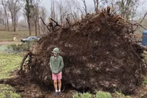 Cây bật gốc bất ngờ 'ngồi' dậy, chôn vùi người sống
