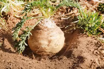 Loại cây là “thần dược phòng the”, thu hoạch xong phải mất 7 năm mới trồng tiếp