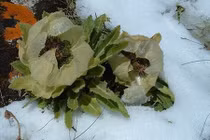 Chị em săn hoa lạ giá cao ngất để tăng cường sinh lực cho chồng