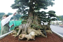 Vẻ đẹp hiếm có của cặp duối cổ