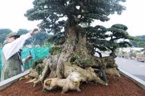 Vẻ đẹp hiếm có của cặp duối cổ