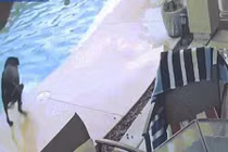 Video: Chó nhảy xuống hồ bơi cứu bạn đuối nước như trong phim