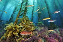 Video: Vì sao con người chưa khám phá hết đại dương?