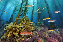 Video: Vì sao con người chưa khám phá hết đại dương?