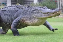 Cá sấu khổng lồ huyền thoại nghênh ngang quanh sân golf