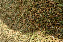 Bí mật về loại gạo đắt gấp 10 lần gạo thường