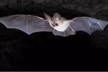 Cảnh dơi bay thắng giải ảnh động vật có vú đẹp nhất 2021