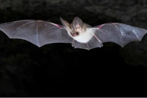 Cảnh dơi bay thắng giải ảnh động vật có vú đẹp nhất 2021