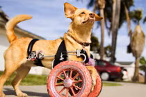 Ảnh đẹp: Lắp bánh xe cho chú chó liệt 2 chân