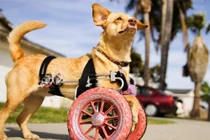 Ảnh đẹp: Lắp bánh xe cho chú chó liệt 2 chân