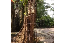 Ly kỳ những “cuộc chiến” bảo vệ “cụ sưa” trăm tỷ ở làng quê Việt