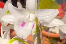 Người phụ nữ mua mắt ngủ lan đột biến giá 17,6 tỷ đồng lên tiếng