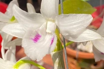 Người phụ nữ mua mắt ngủ lan đột biến giá 17,6 tỷ đồng lên tiếng