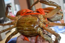Loại cua có gạch màu đỏ được lùng mua với giá đắt hơn cua nhập khẩu