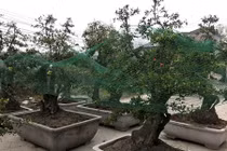 Những cây cảnh độc đáo các “đại gia” săn mua chơi Tết