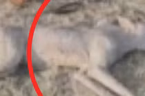 Thấy con vật lảng vảng quanh nhà, cậu bé dùng súng săn bắn hạ