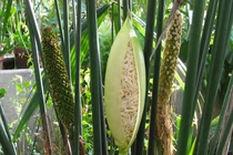 Cận cảnh loài cây độc đáo như được lai giữa mì gói và bắp