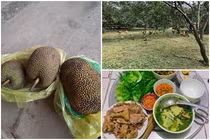 Thu nhập 15 triệu, gia đình 5 người chỉ tiêu 2,7 triệu/tháng mùa dịch