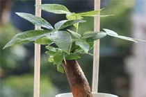 Cây cảnh đặt trên bàn làm việc, tài lộc và may mắn 'chảy' vô ào ào 