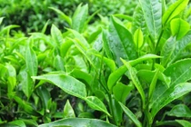 Đánh bay mụn thịt trên mặt chỉ với loại lá quen thuộc này