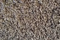 9X thu tiền tỷ mỗi năm nhờ nuôi con ai gặp cũng xua đuổi